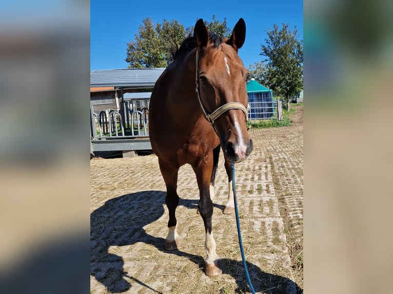 Hannoveraan Ruin 17 Jaar 165 cm Bruin in Emmering