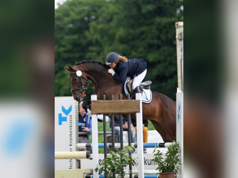 Hannoveraan Ruin 17 Jaar 168 cm Bruin in Haftenkamp