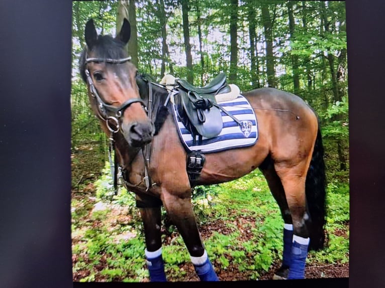 Hannoveraan Ruin 17 Jaar 168 cm Donkerbruin in Köln