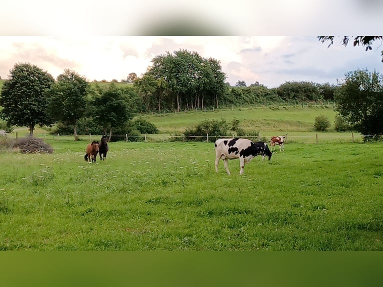 Hannoveraan Ruin 17 Jaar 168 cm Donkerbruin in Korbach