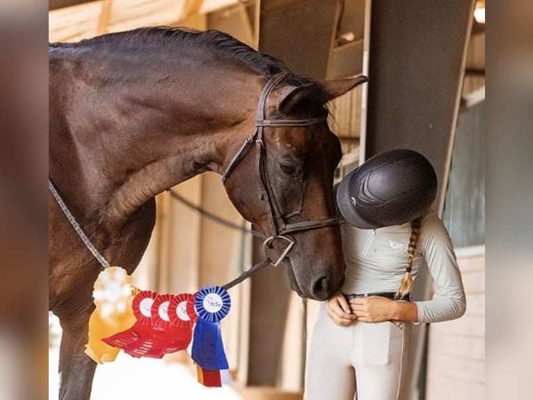 Hannoveraan Ruin 17 Jaar 168 cm Roodbruin in Cleburne