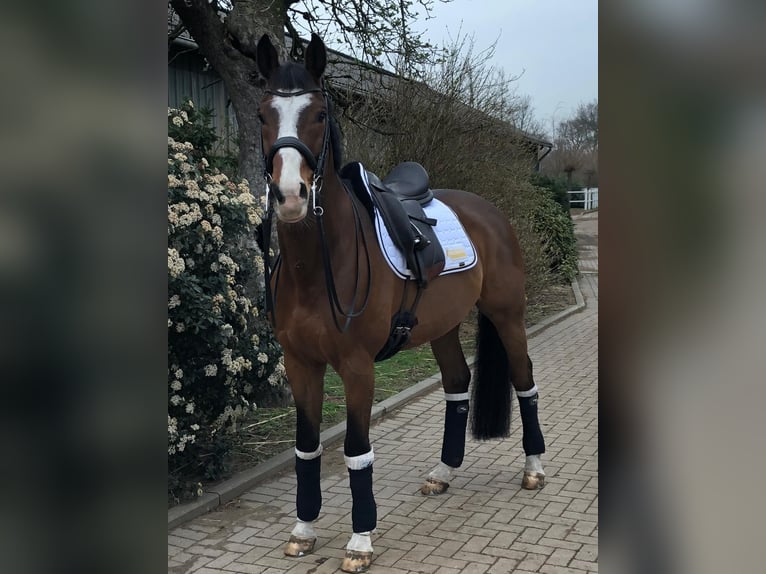 Hannoveraan Ruin 17 Jaar 169 cm Bruin in Norderstedt