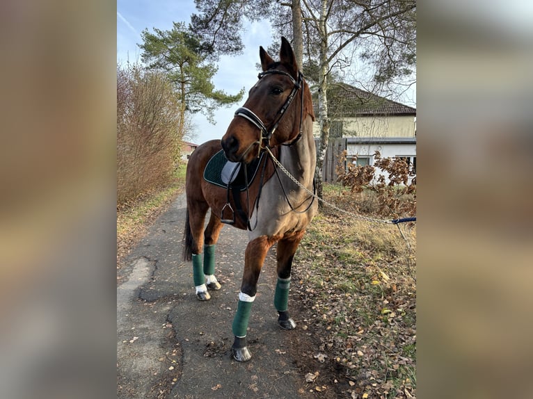 Hannoveraan Ruin 17 Jaar 169 cm Bruin in Usingen