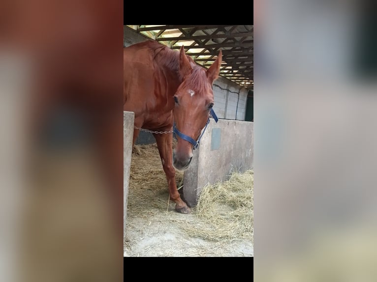 Hannoveraan Ruin 17 Jaar 170 cm Vos in Magdeburg