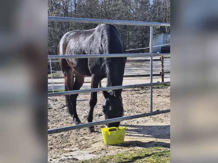 Hannoveraan Ruin 17 Jaar 173 cm Donkerbruin in Marxzell