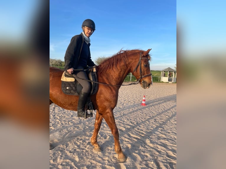 Hannoveraan Ruin 17 Jaar 174 cm Donkerbruin in Bad Kissingen