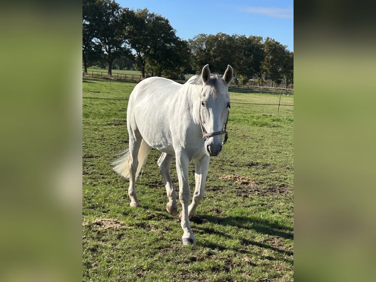 Hannoveraan Ruin 17 Jaar 174 cm Schimmel in Tangstedt
