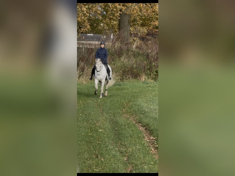 Hannoveraan Ruin 17 Jaar 174 cm Schimmel in Tangstedt
