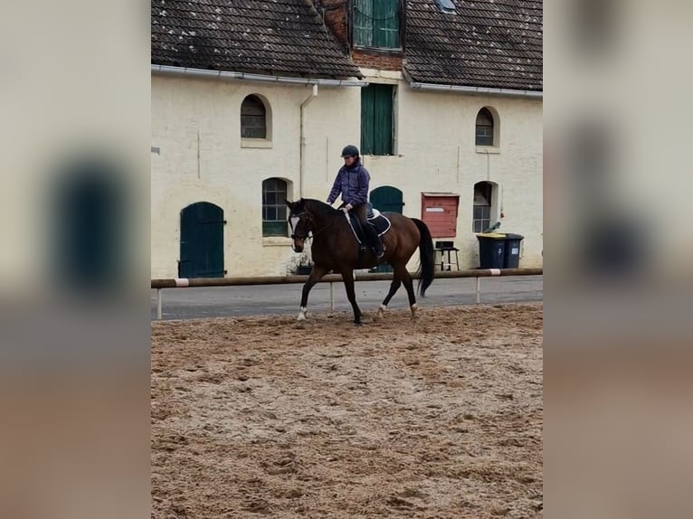 Hannoveraan Ruin 18 Jaar 163 cm Bruin in Hohenerxleben