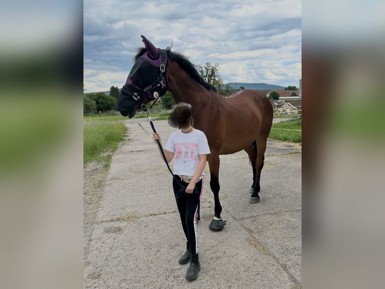 Hannoveraan Ruin 18 Jaar 163 cm Lichtbruin in Römhild