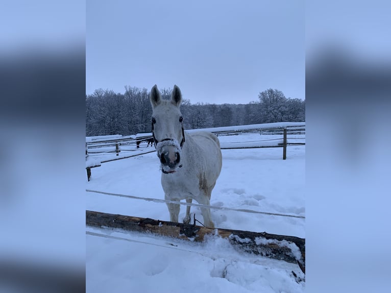 Hannoveraan Ruin 18 Jaar 165 cm Schimmel in Altleiningen
