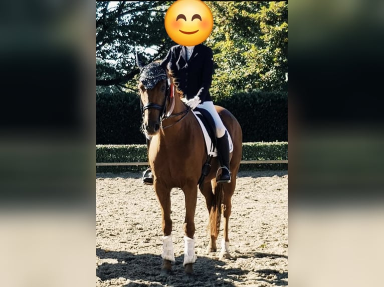 Hannoveraan Ruin 18 Jaar 165 cm Vos in Bottrop