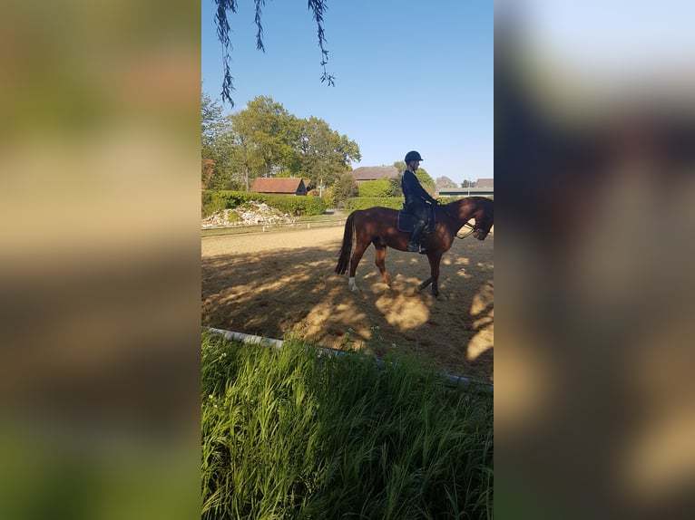 Hannoveraan Ruin 18 Jaar 165 cm Vos in Adelheidsdorf