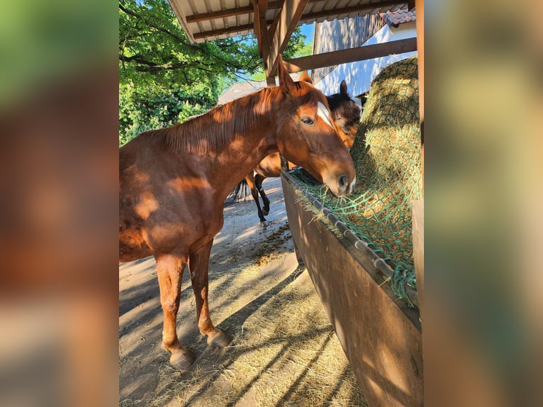 Hannoveraan Ruin 18 Jaar 165 cm Vos in Adelheidsdorf