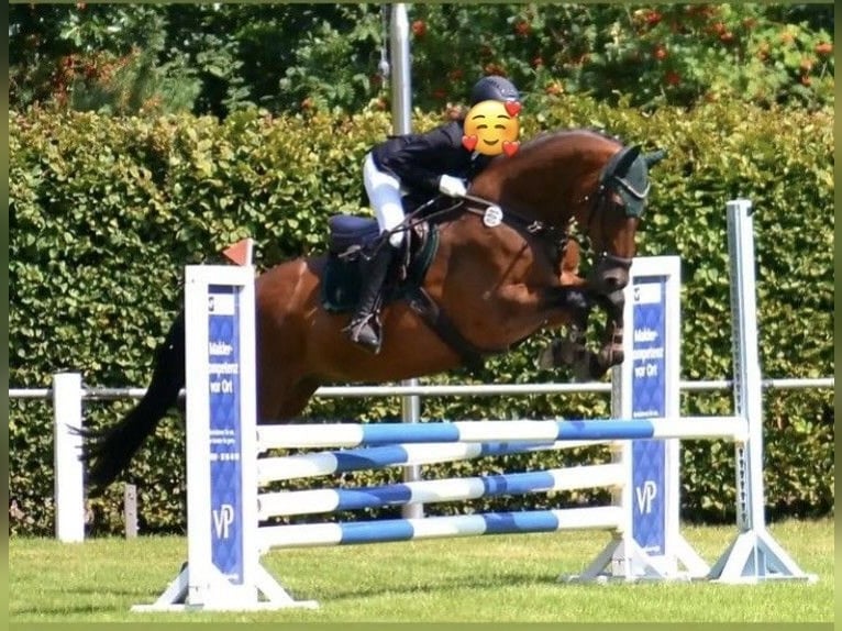 Hannoveraan Ruin 18 Jaar 166 cm Bruin in Hankensbüttel
