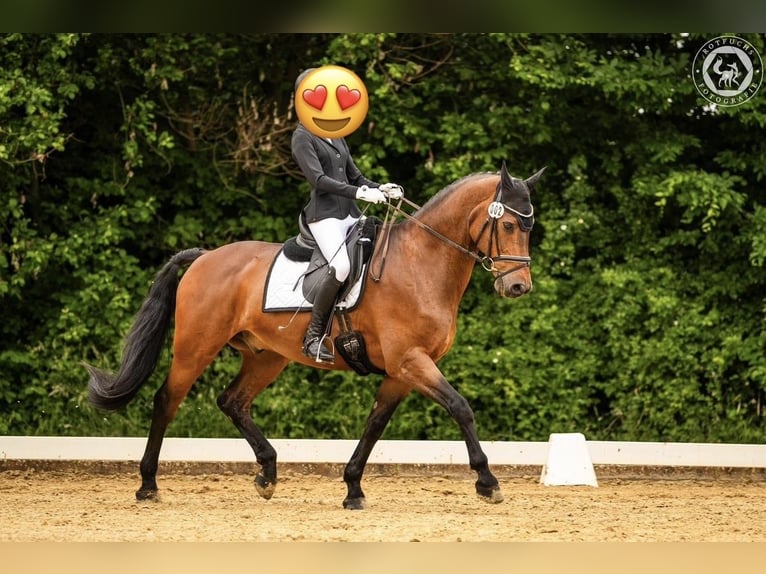 Hannoveraan Ruin 18 Jaar 166 cm Bruin in Hankensbüttel