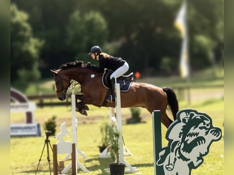 Hannoveraan Ruin 18 Jaar 166 cm Bruin in Hankensbüttel