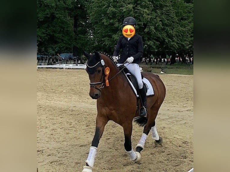 Hannoveraan Ruin 18 Jaar 166 cm Bruin in Hankensbüttel