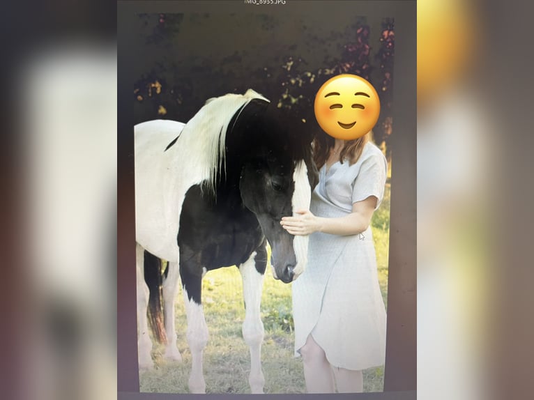 Hannoveraan Mix Ruin 18 Jaar 168 cm Gevlekt-paard in Kamp-Lintfort