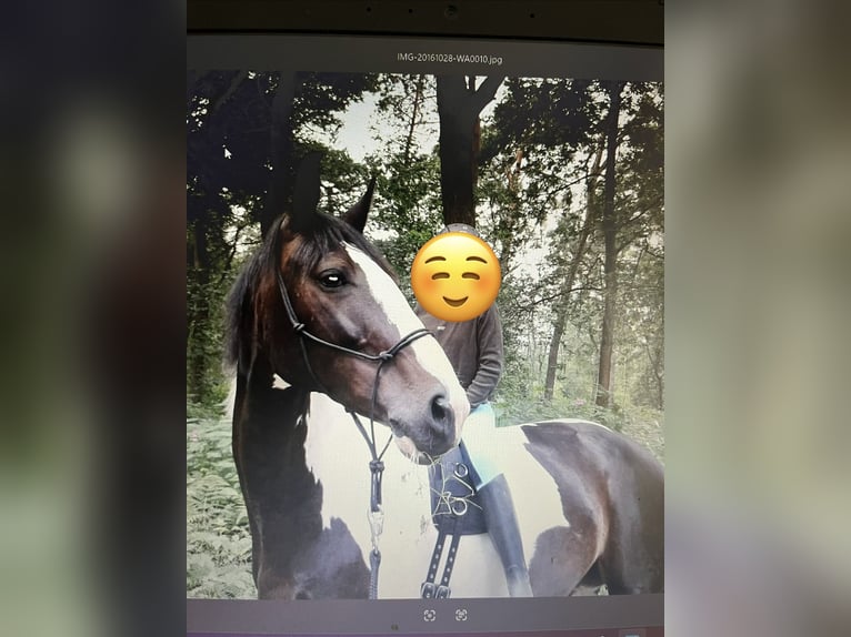 Hannoveraan Mix Ruin 18 Jaar 168 cm Gevlekt-paard in Kamp-Lintfort