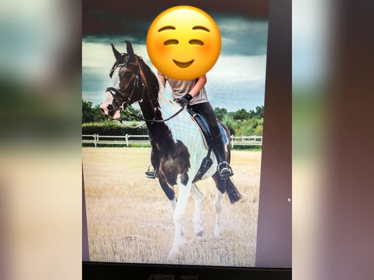 Hannoveraan Mix Ruin 18 Jaar 168 cm Gevlekt-paard in Kamp-Lintfort