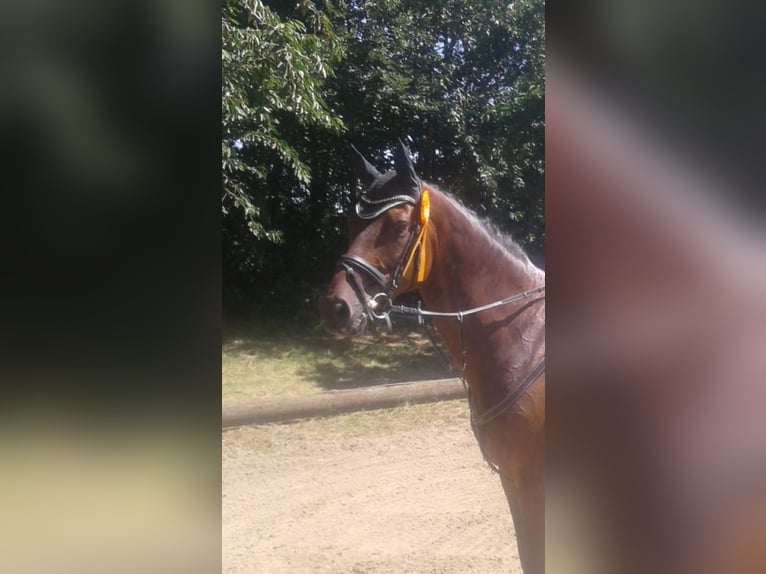 Hannoveraan Ruin 18 Jaar 170 cm Bruin in Cuxhaven