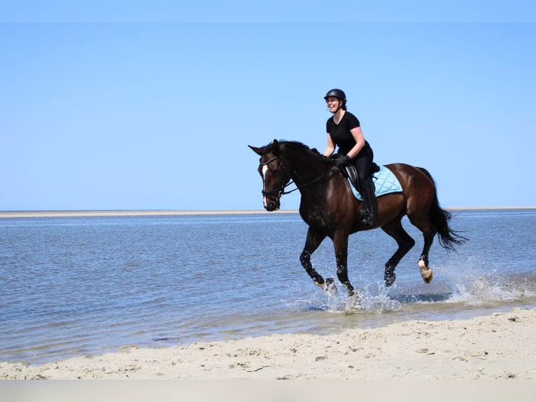 Hannoveraan Ruin 18 Jaar 176 cm Donkerbruin in Schmalfeld