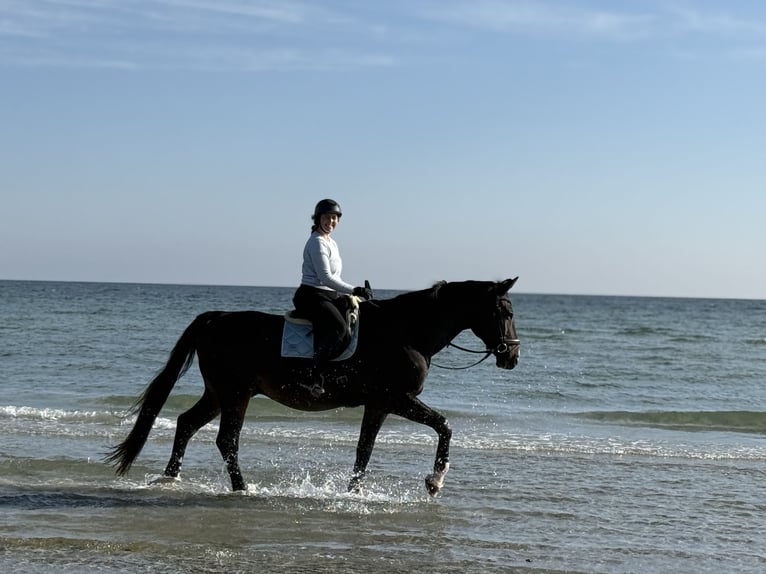 Hannoveraan Ruin 18 Jaar 176 cm Donkerbruin in Schmalfeld