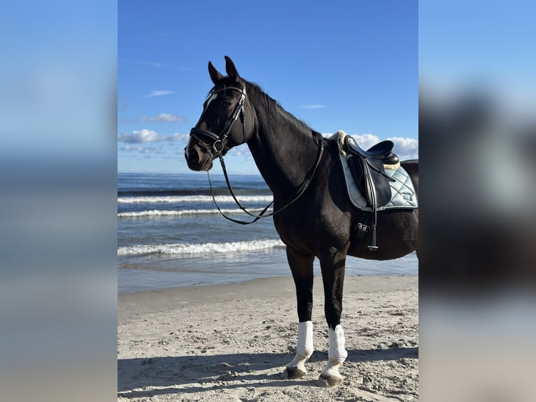 Hannoveraan Ruin 18 Jaar 176 cm Donkerbruin in Schmalfeld