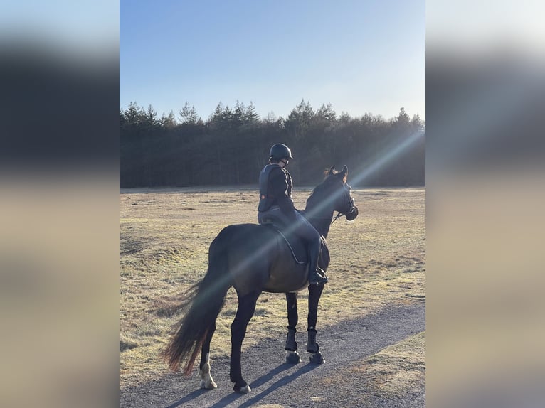 Hannoveraan Ruin 18 Jaar 176 cm Donkerbruin in Schmalfeld