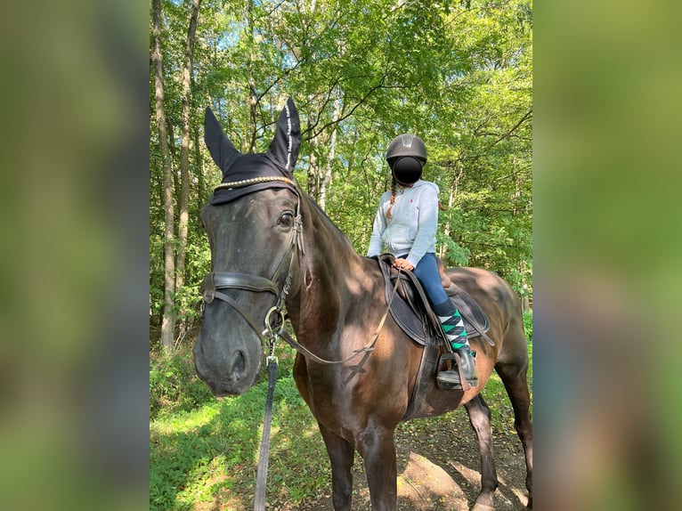 Hannoveraan Ruin 18 Jaar 176 cm Zwartschimmel in Strullendorf