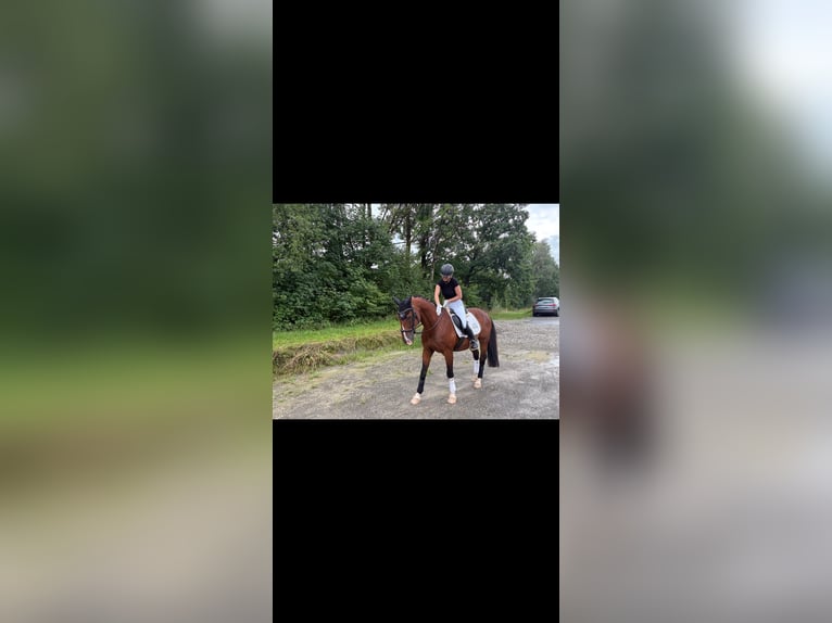 Hannoveraan Ruin 19 Jaar 156 cm Bruin in Opfenbach