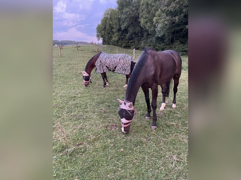 Hannoveraan Ruin 19 Jaar 162 cm Bruin in Detmold