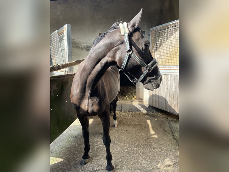 Hannoveraan Ruin 19 Jaar 162 cm Bruin in Detmold