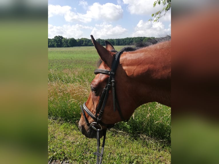 Hannoveraan Ruin 19 Jaar 163 cm Bruin in Basdahl