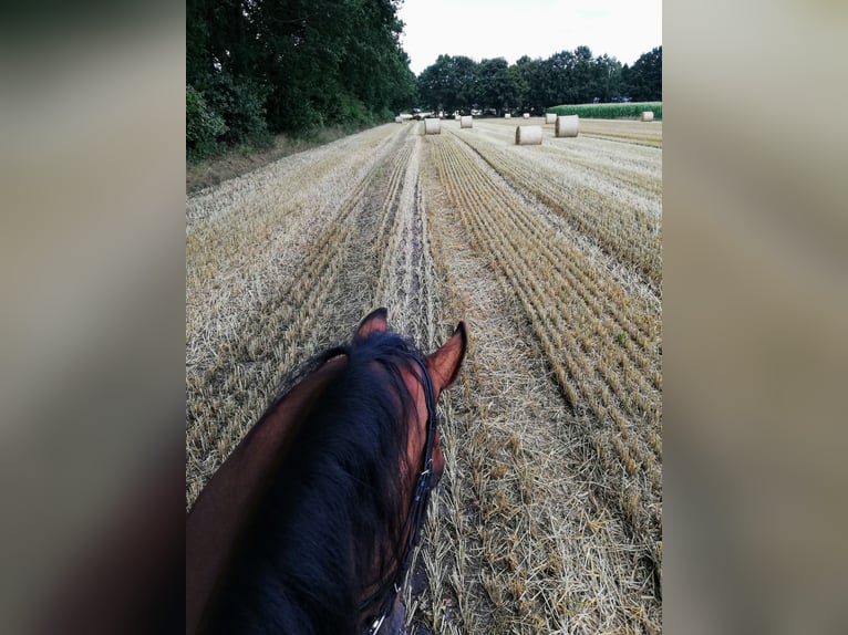 Hannoveraan Ruin 19 Jaar 163 cm Bruin in Basdahl