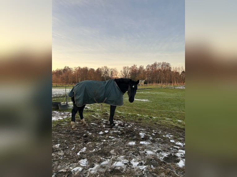 Hannoveraan Ruin 19 Jaar 174 cm Zwart in Stuhr