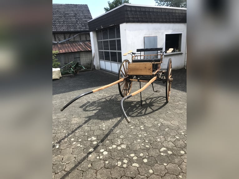 Hannoveraan Ruin 19 Jaar 178 cm Bruin in Bad Endbach