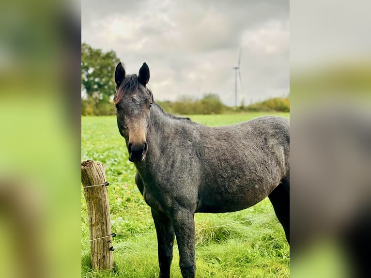 Hannoveraan Ruin 1 Jaar 150 cm kan schimmel zijn in Hagen im Bremischen