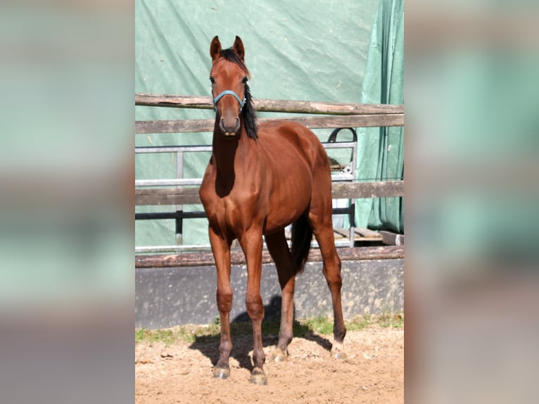 Hannoveraan Ruin 1 Jaar 172 cm Bruin in Deinste