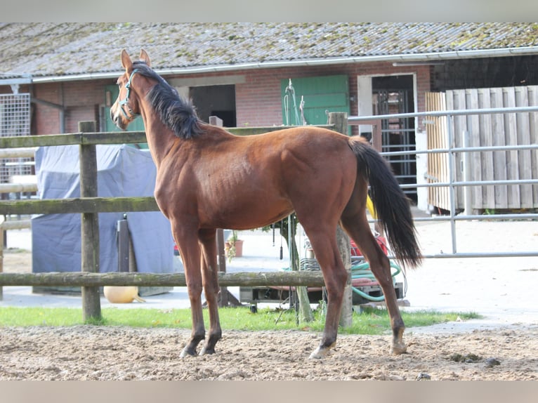 Hannoveraan Ruin 1 Jaar 172 cm Bruin in Deinste