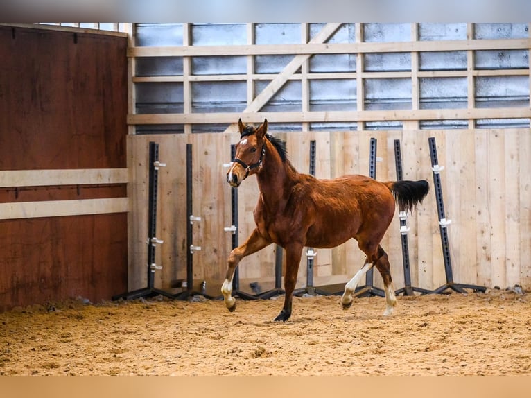 Hannoveraan Mix Ruin 1 Jaar Bruin in Josvainiai