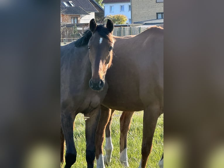 Hannoveraan Ruin 1 Jaar Donkerbruin in Wahrenholz