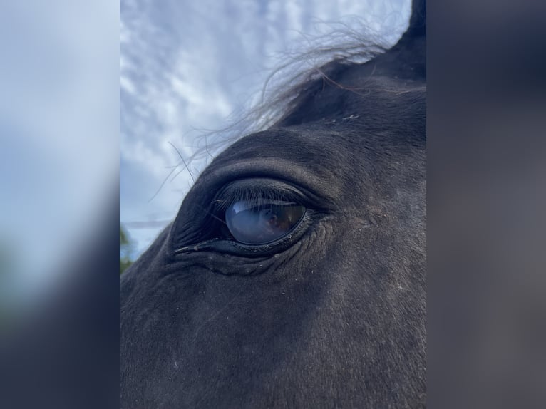Hannoveraan Mix Ruin 20 Jaar 162 cm Zwartbruin in Grafenhausen