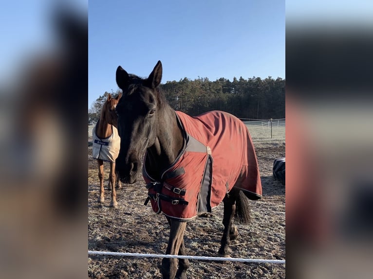 Hannoveraan Ruin 20 Jaar 165 cm Zwart in Kitzingen