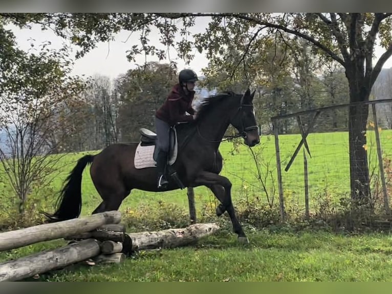 Hannoveraan Ruin 20 Jaar 170 cm Bruin in Bad Feilnbach