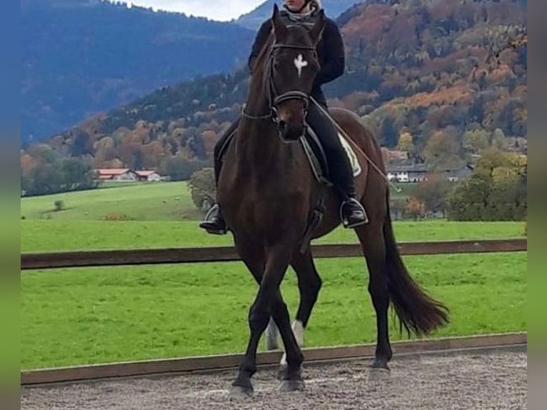 Hannoveraan Ruin 20 Jaar 170 cm Bruin in Bad Feilnbach