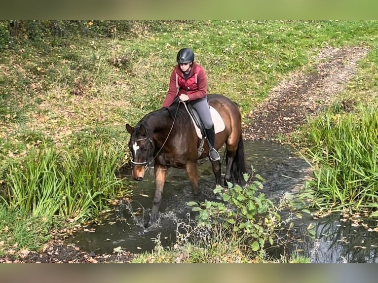 Hannoveraan Ruin 20 Jaar 170 cm Bruin in Bad Feilnbach