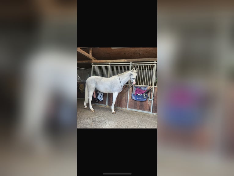 Hannoveraan Ruin 20 Jaar 170 cm in Eppelheim