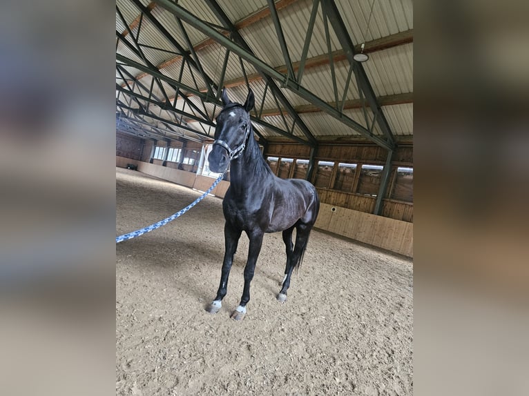 Hannoveraan Ruin 20 Jaar 175 cm Zwartbruin in Seefeld in Tirol